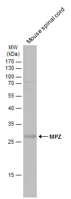 MPZ antibody